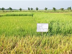 Kiên Giang: Phục tráng ba giống lúa mùa đặc sản
